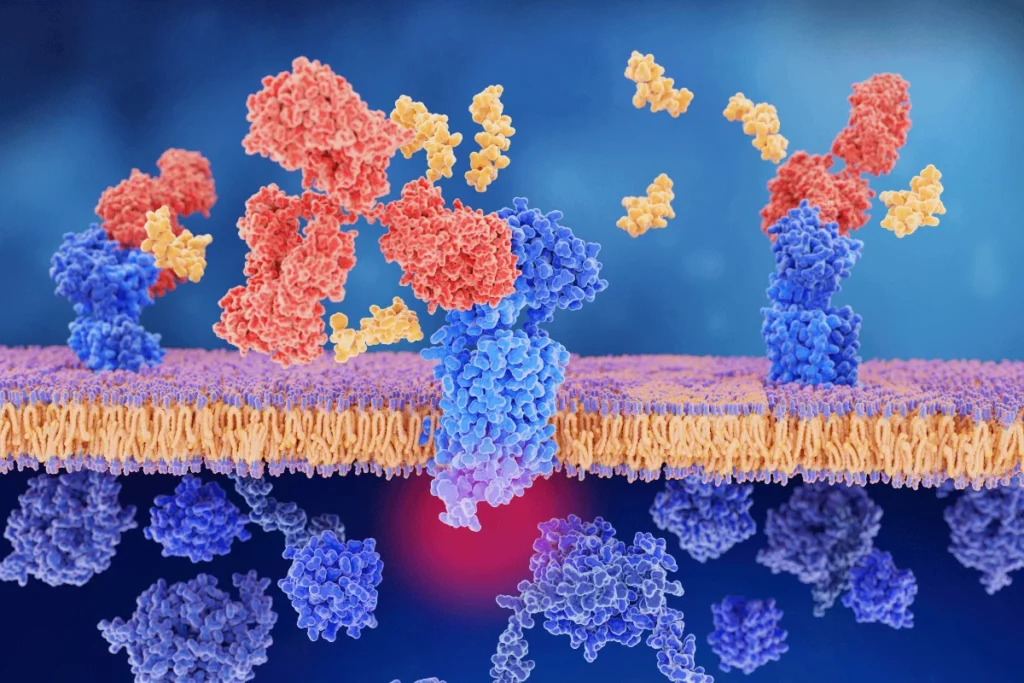 3D illustration of proteins interacting with a cell membrane, depicting molecular binding and signaling mechanisms.