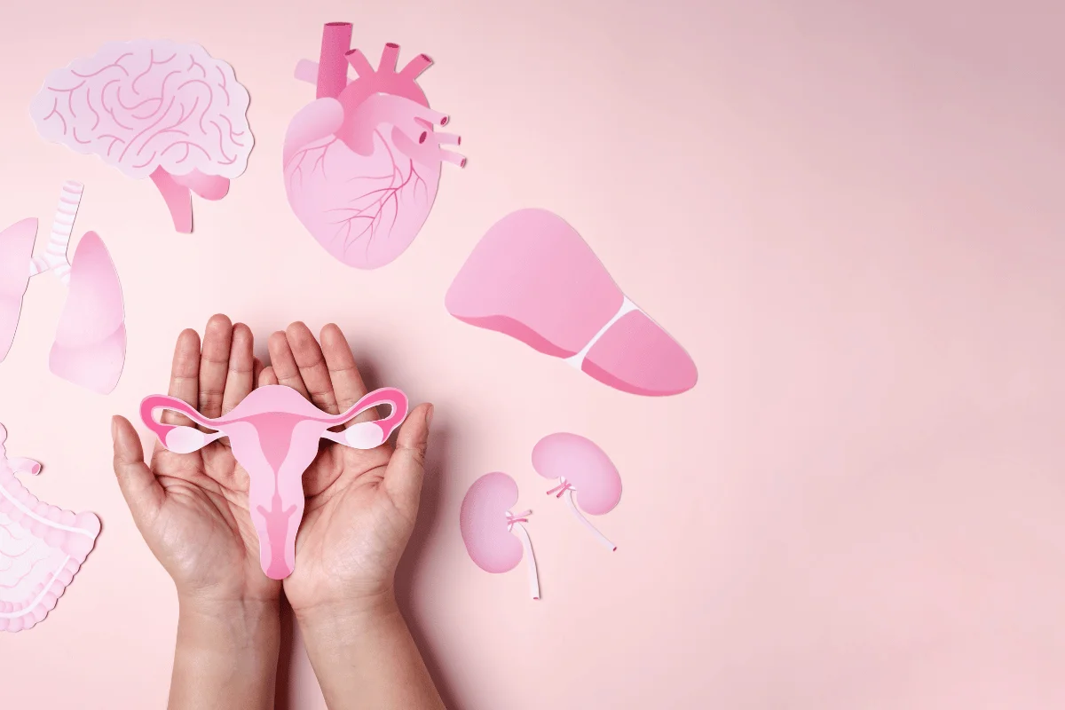 Hands holding a model of a uterus surrounded by cutouts of human organs.