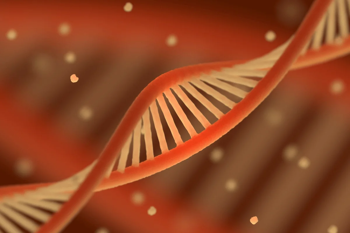 Close-up of a red and beige DNA double helix structure.