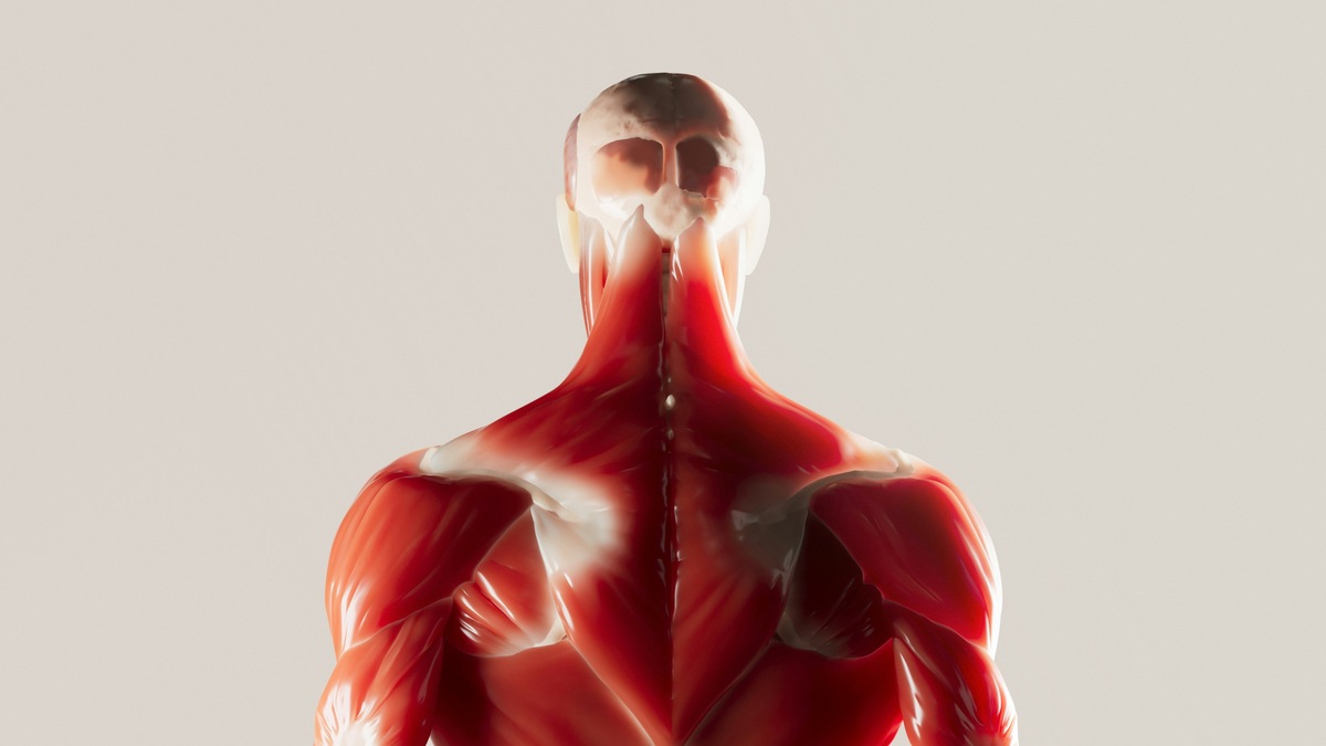 Anatomical 3D rendering showing upper torso musculature in red tones against neutral background for medical education.