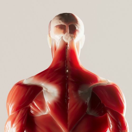 Follistatin 344: Muscle Growth Benefits, Side Effects, Dosage